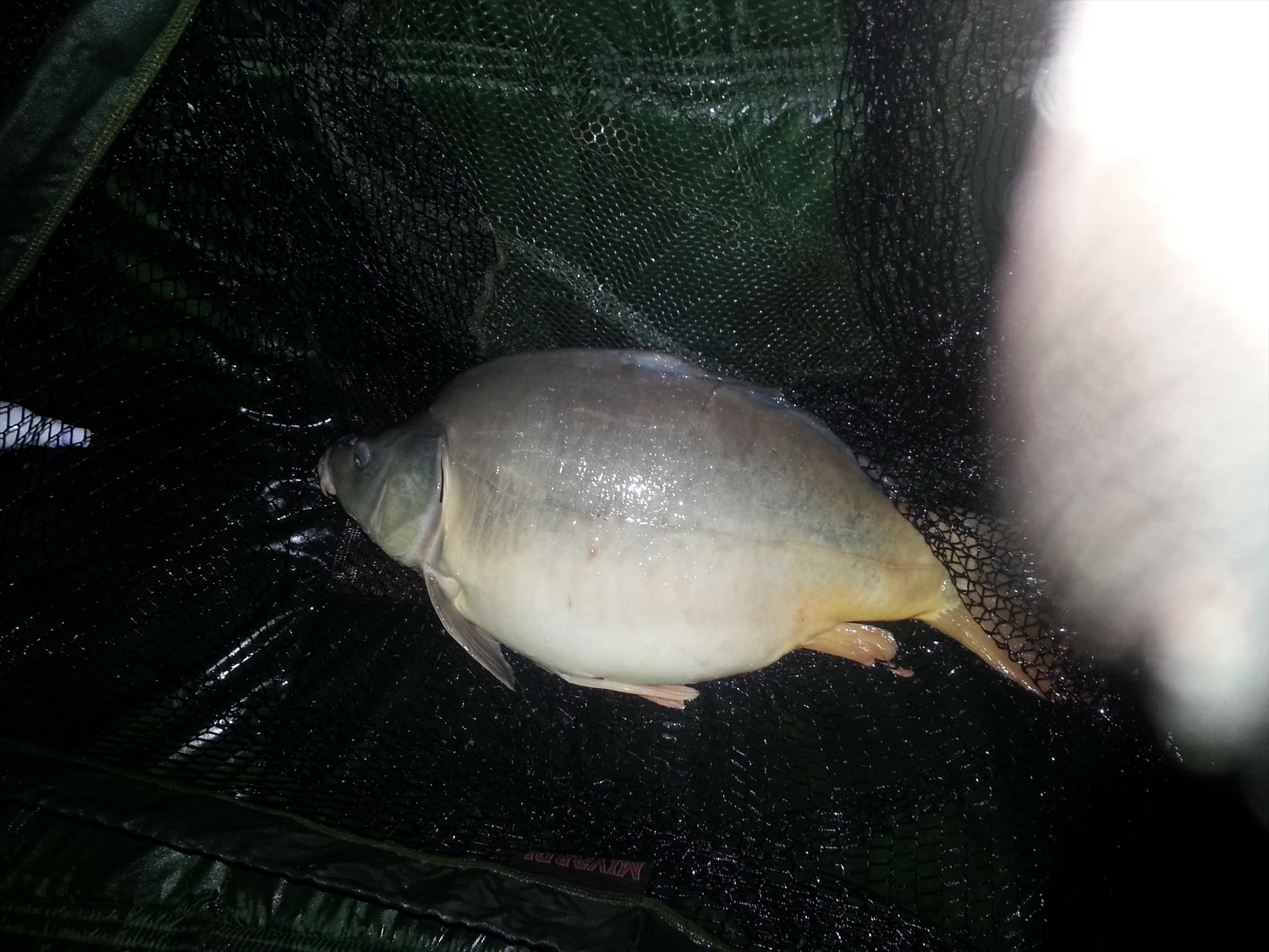 Hermes Peris 3 - 5 aprilie 2015 - 20150404224156.jpg